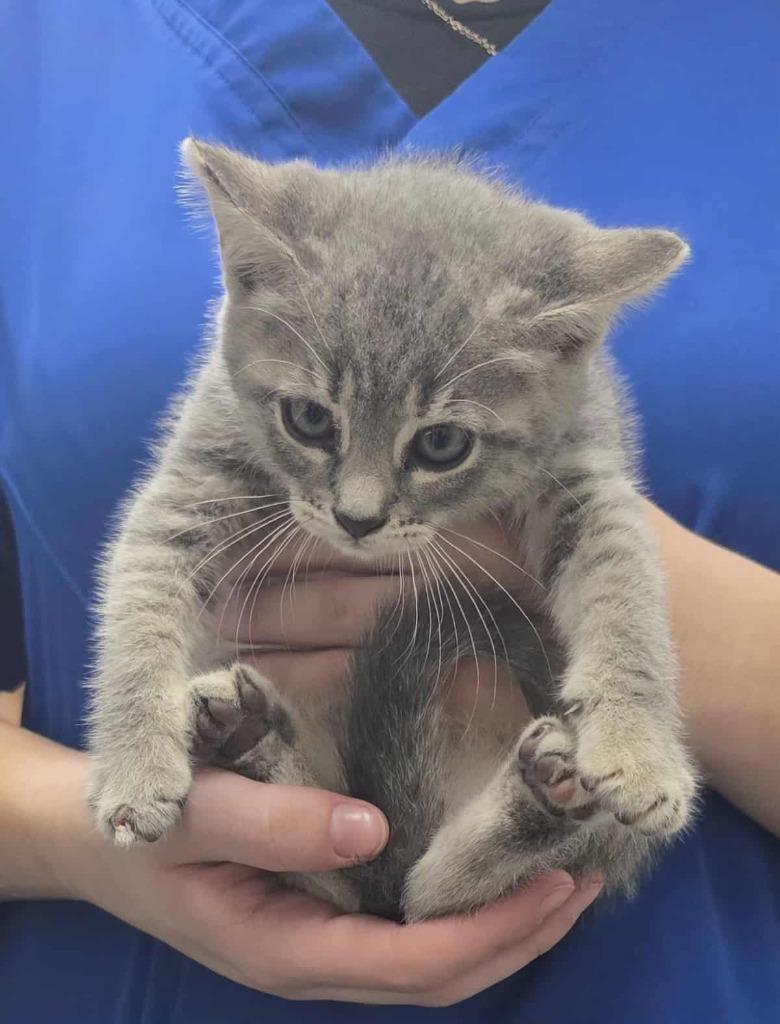 Enlarge Bashful, a Adoptable mixed breed in Hillsdale, IN image 1/1