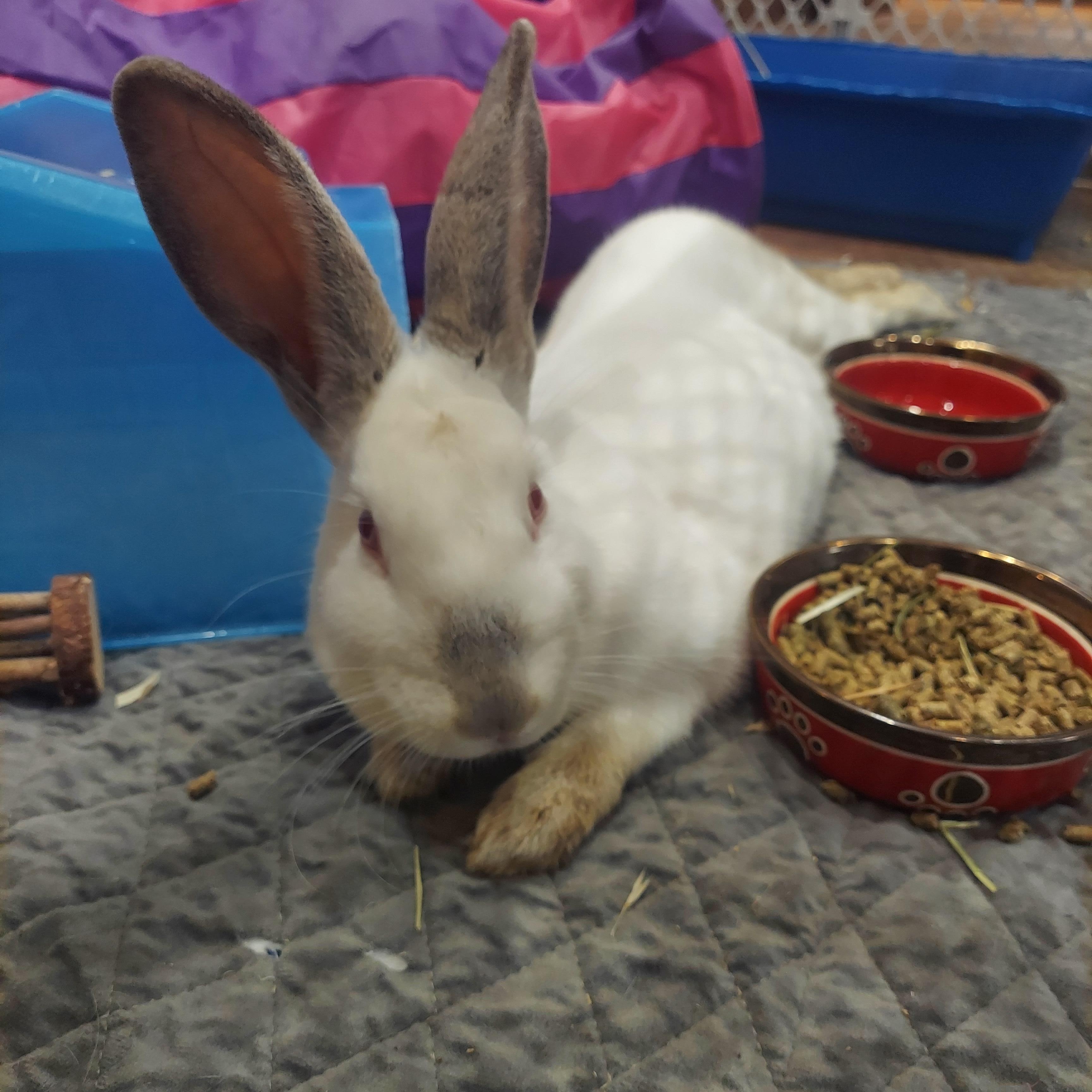 5, ADOPTABLE, Adult Female Rex.