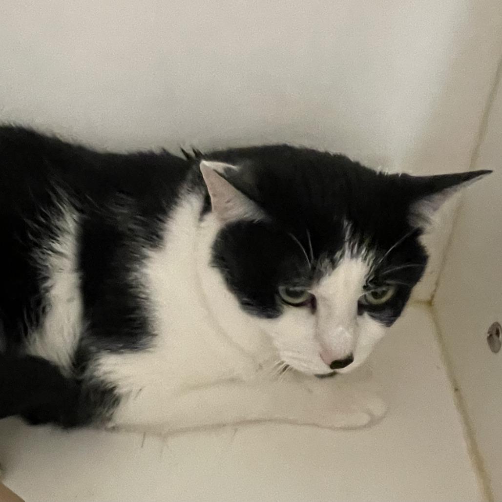 Deuce Cowan, Adoptable, Adult Male Domestic Short Hair.