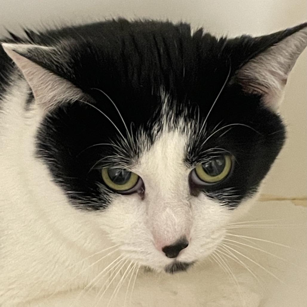 Enlarge Deuce Cowan, a Adoptable Domestic Short Hair in Perkiomenville, PA image 3/6