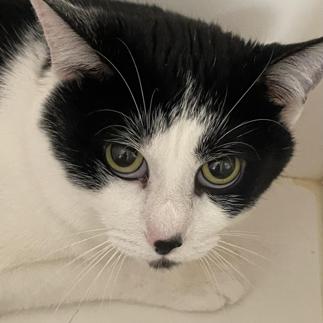 Enlarge Deuce Cowan, a Adoptable Domestic Short Hair in Perkiomenville, PA image 4/6