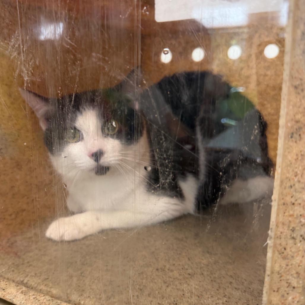 Enlarge Deuce Cowan, a Adoptable Domestic Short Hair in Perkiomenville, PA image 5/6