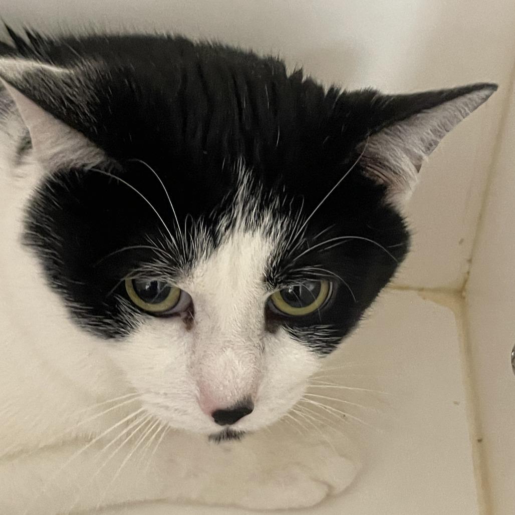 Enlarge Deuce Cowan, a Adoptable Domestic Short Hair in Perkiomenville, PA image 6/6