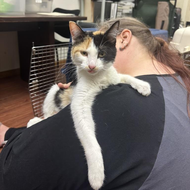 Aabii 22657, Adoptable, Adult Female Domestic Short Hair.