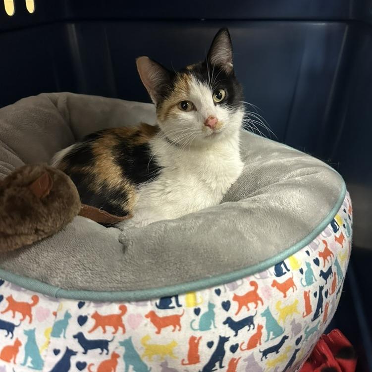 Aabii 22657, a Adoptable Domestic Short Hair in Minneapolis, MN image 2/5