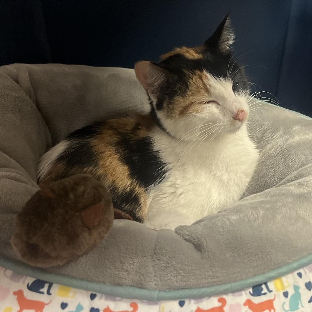 Aabii 22657, a Adoptable Domestic Short Hair in Minneapolis, MN image 3/5