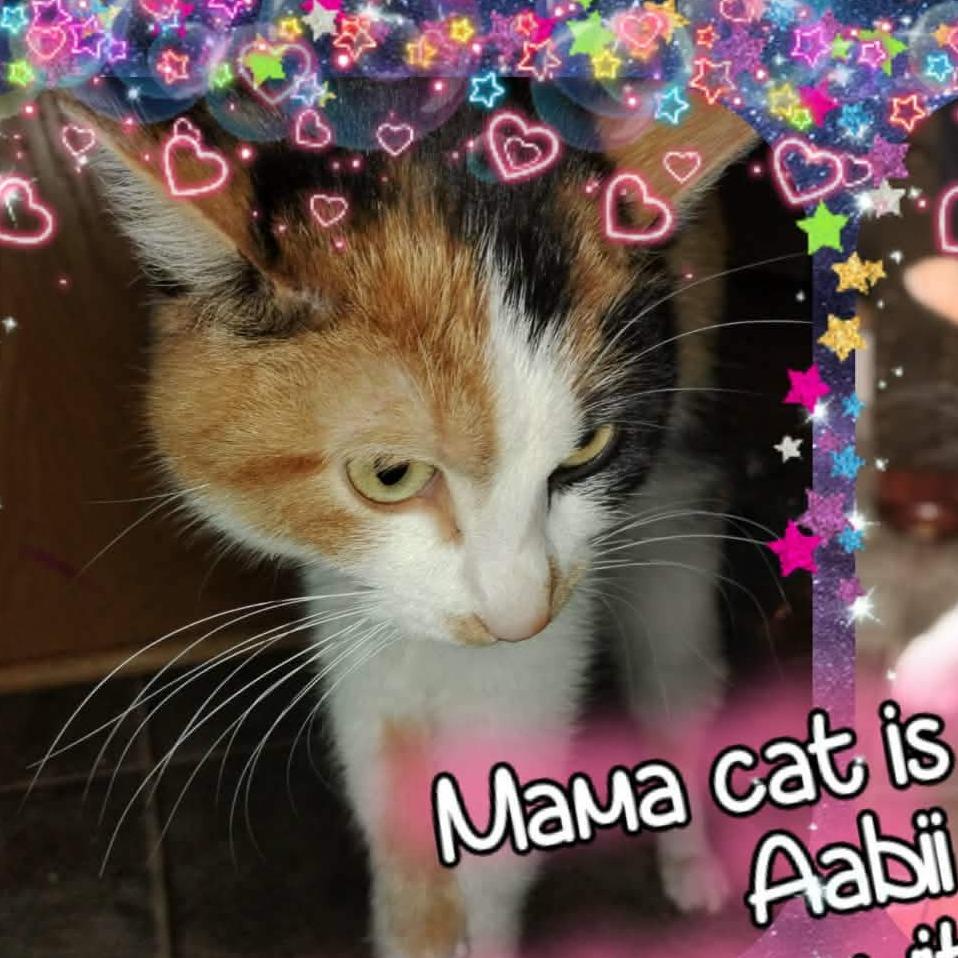 Aabii 22657, a Adoptable Domestic Short Hair in Minneapolis, MN image 4/5