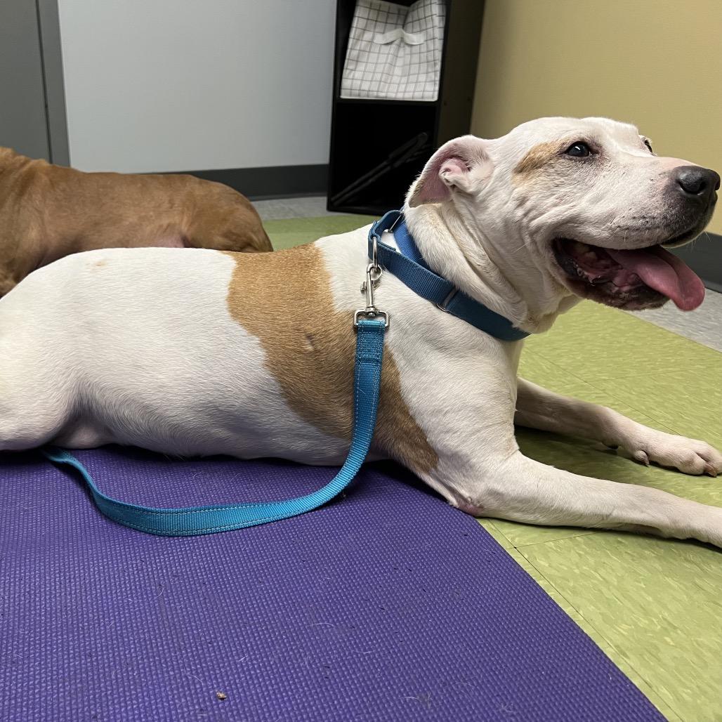 Barki, a Adoptable Pit Bull Terrier in Parkton, MD image 1/6