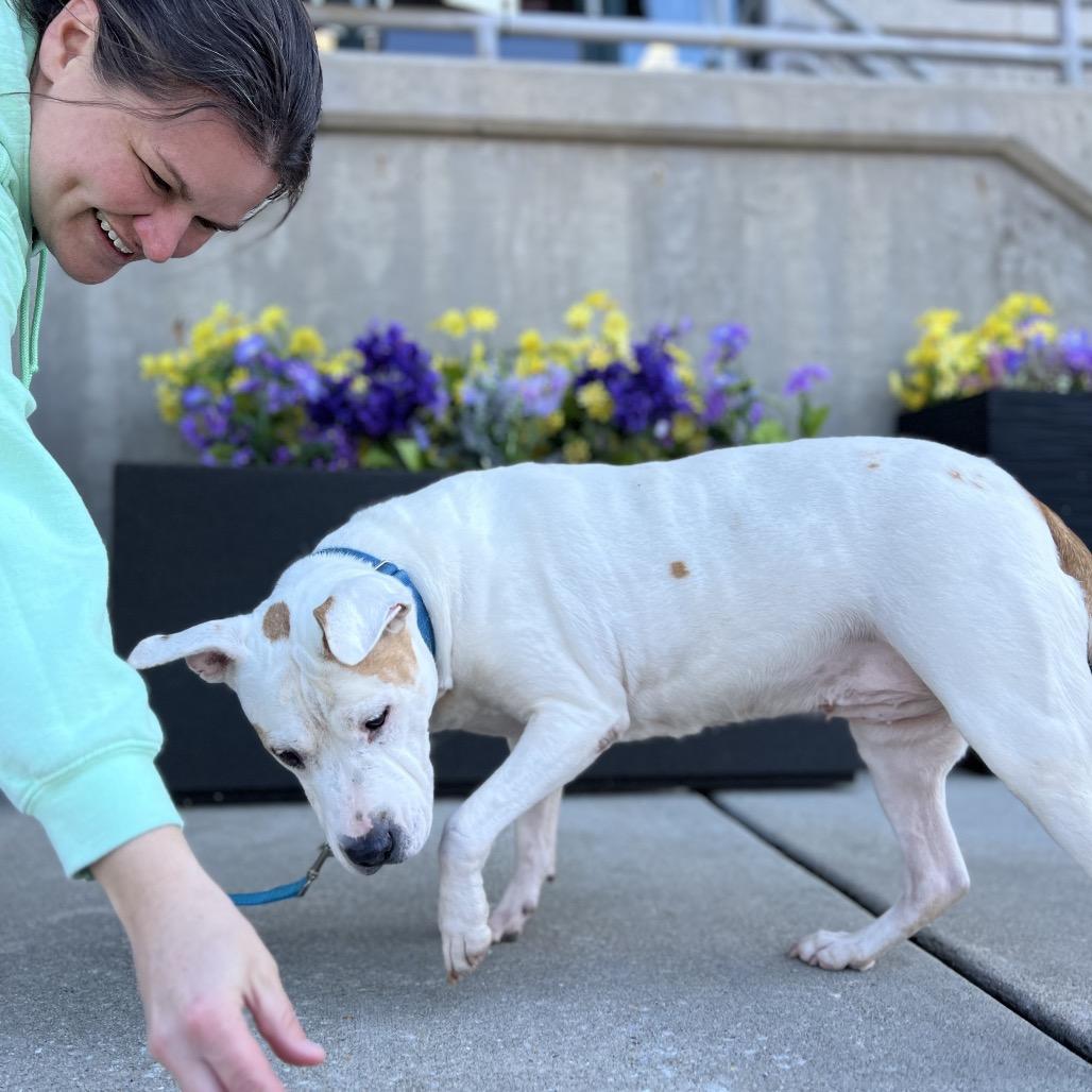 Barki, a Adoptable Pit Bull Terrier in Parkton, MD image 2/6