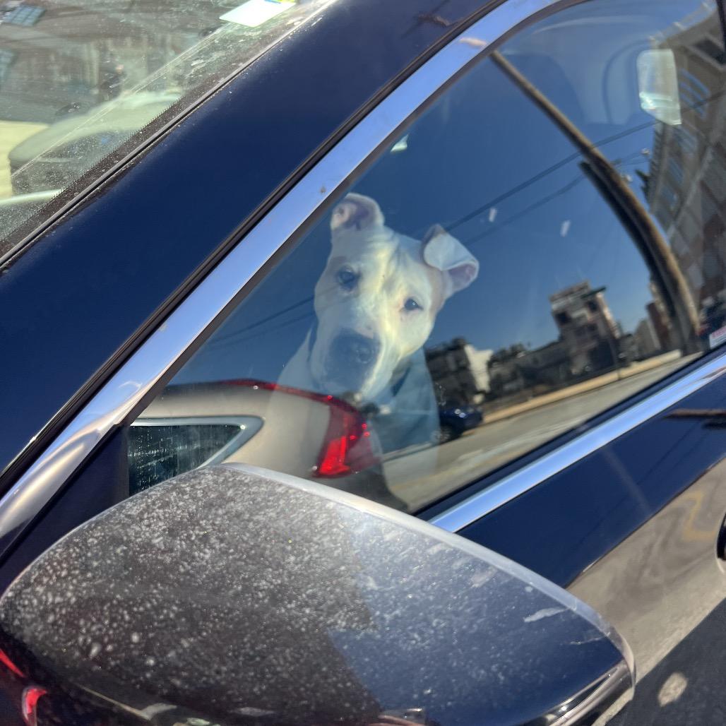 Barki, a Adoptable Pit Bull Terrier in Parkton, MD image 3/6