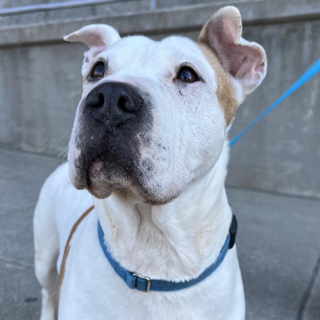Barki, a Adoptable Pit Bull Terrier in Parkton, MD image 4/6