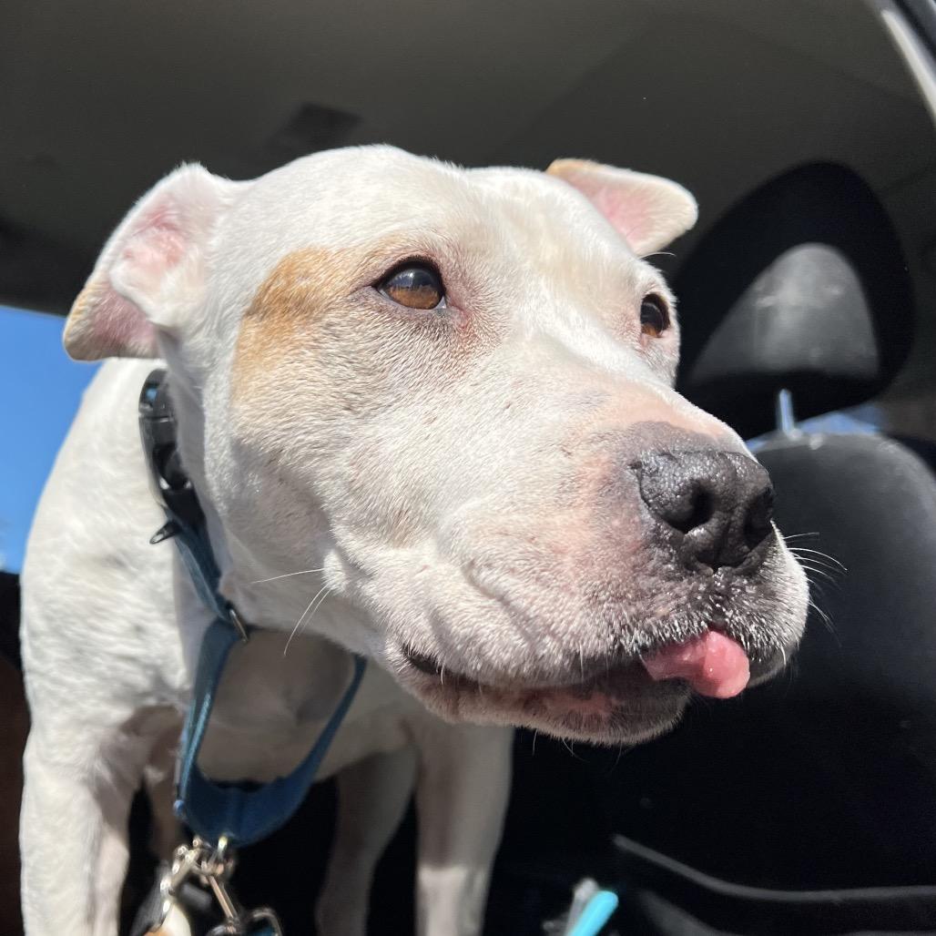 Barki, a Adoptable Pit Bull Terrier in Parkton, MD image 5/6