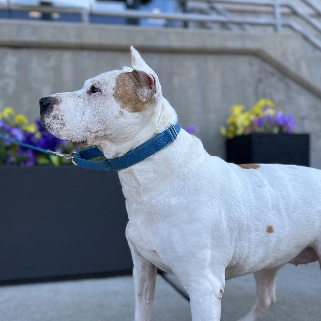 Enlarge Barki, a Adoptable Pit Bull Terrier in Parkton, MD image 5/6