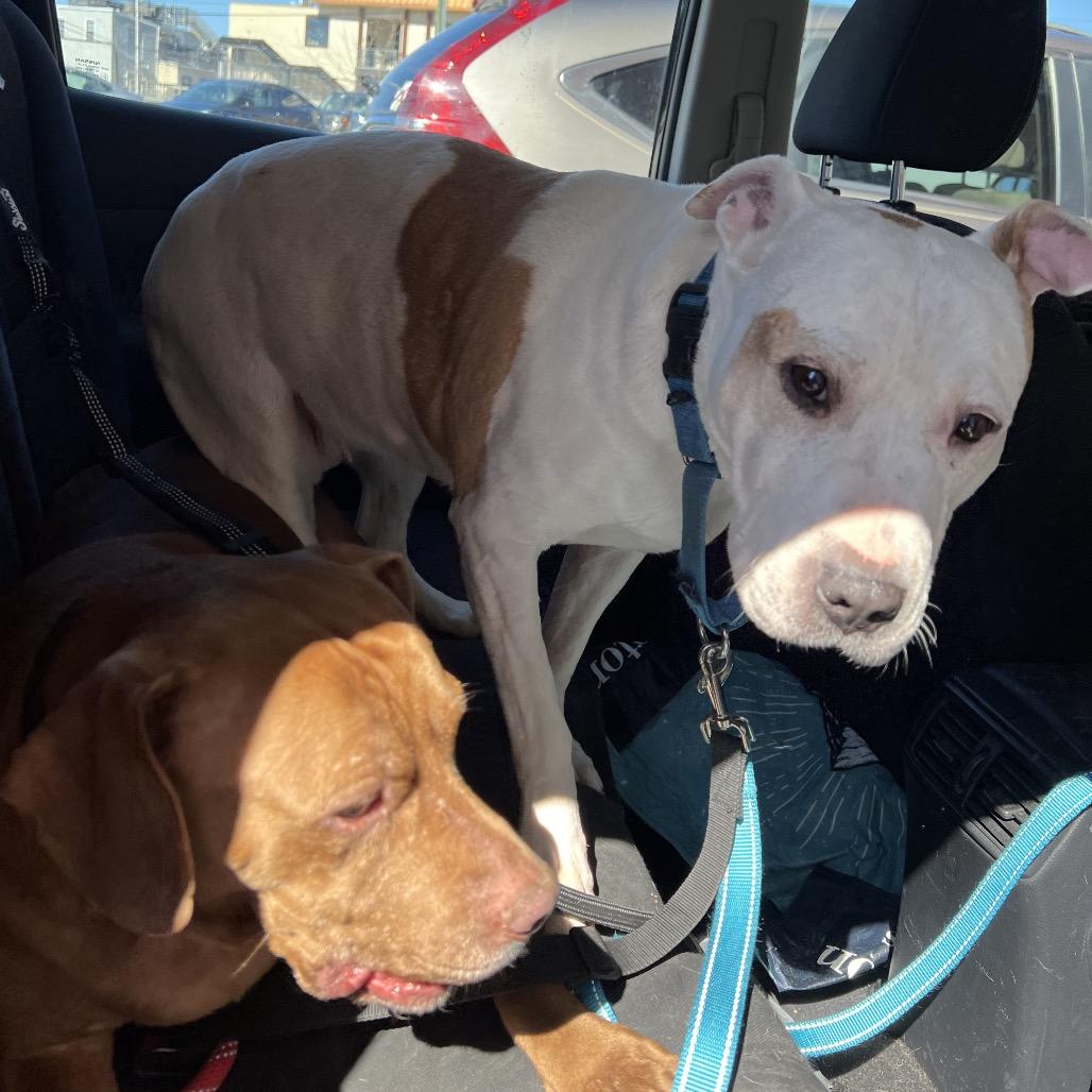 Barki, a Adoptable Pit Bull Terrier in Parkton, MD image 6/6