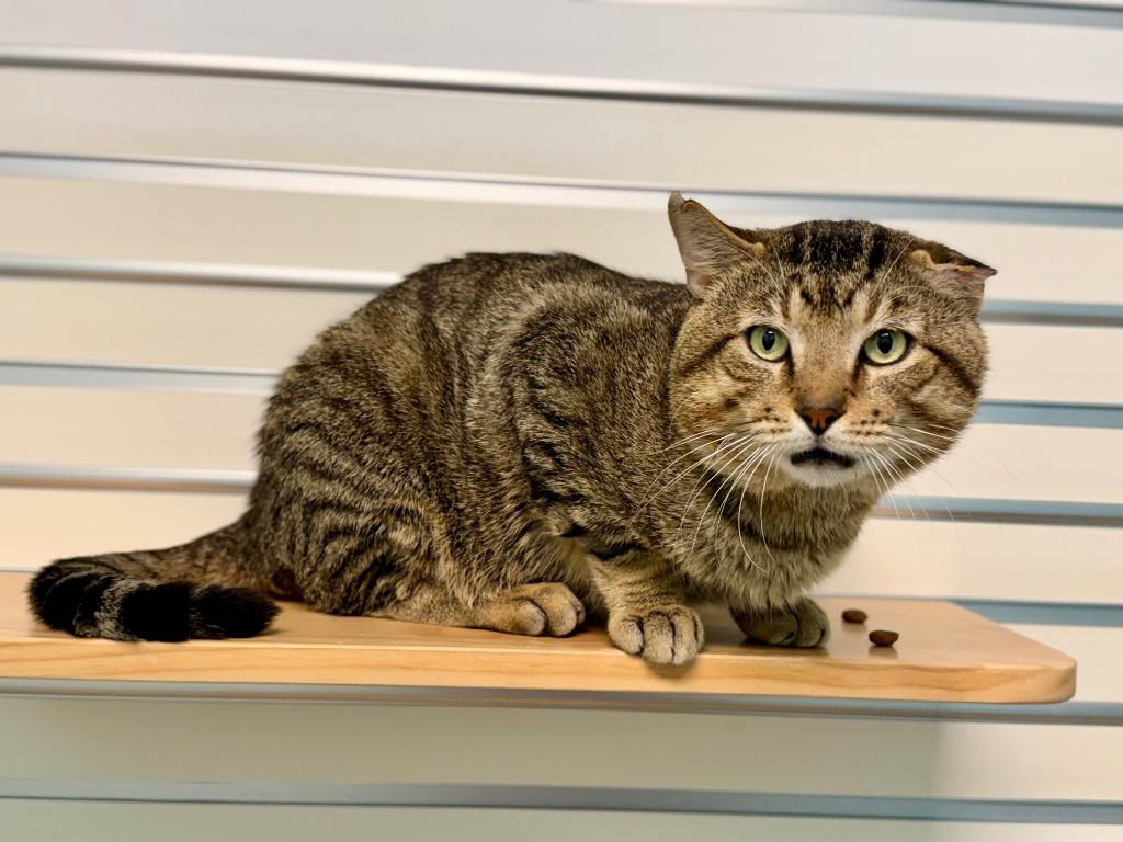 Enlarge Romeow, a Adoptable mixed breed in Cape Coral, FL image 1/2