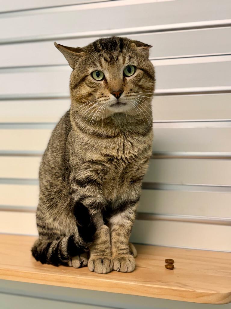 Enlarge Romeow, a Adoptable mixed breed in Cape Coral, FL image 2/2