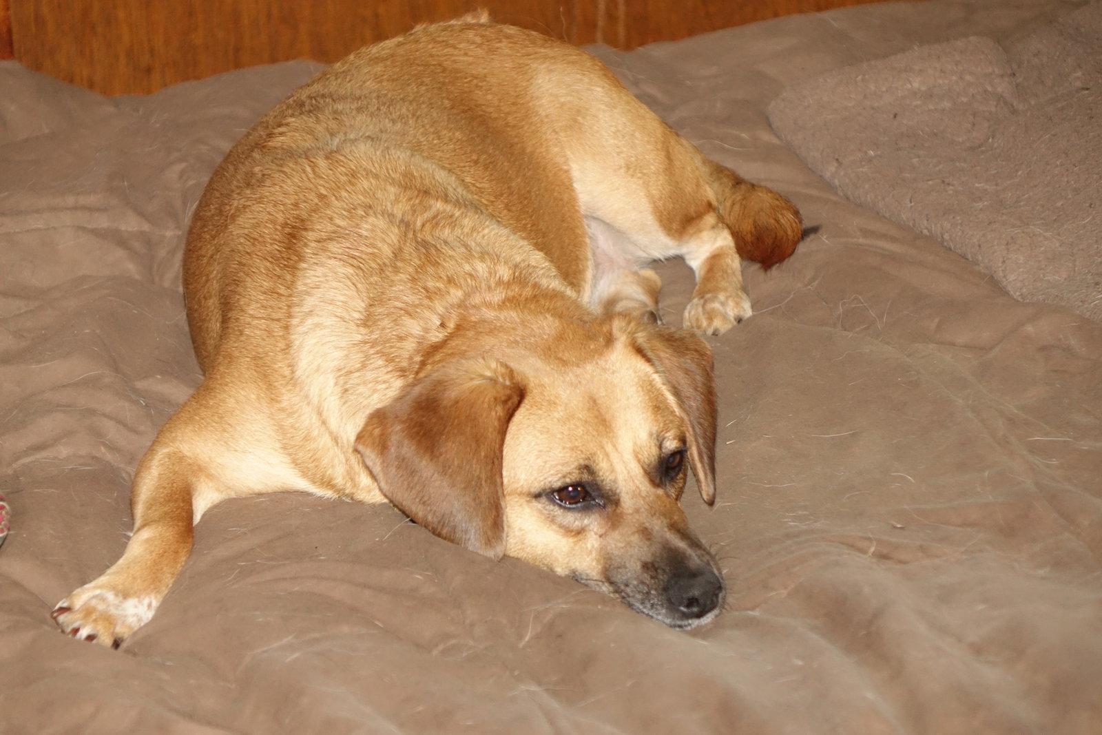 Callie, a Adoptable mixed breed in Doylestown, PA image 2/3