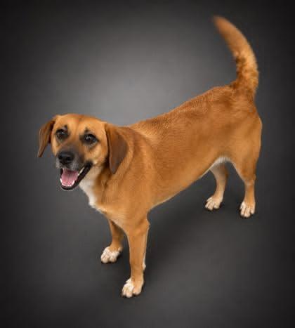 Callie, a Adoptable mixed breed in Doylestown, PA image 3/3