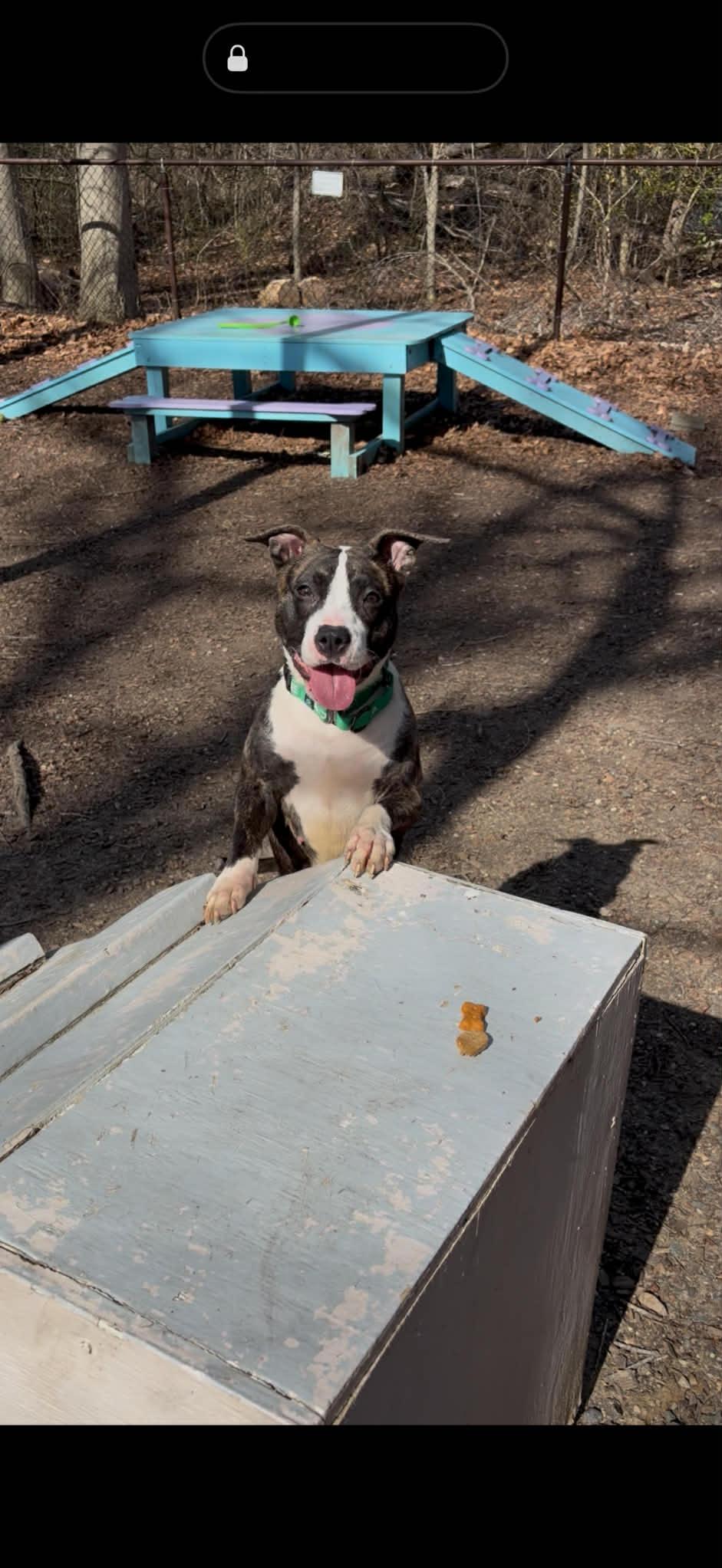 Enlarge Purdy, an adopted mixed breed in Sunderland, MD image 4/5