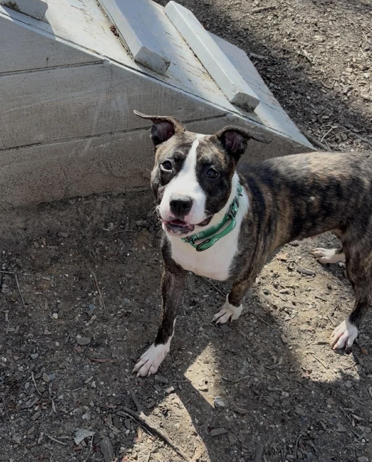 Enlarge Purdy, an adopted mixed breed in Sunderland, MD image 5/5