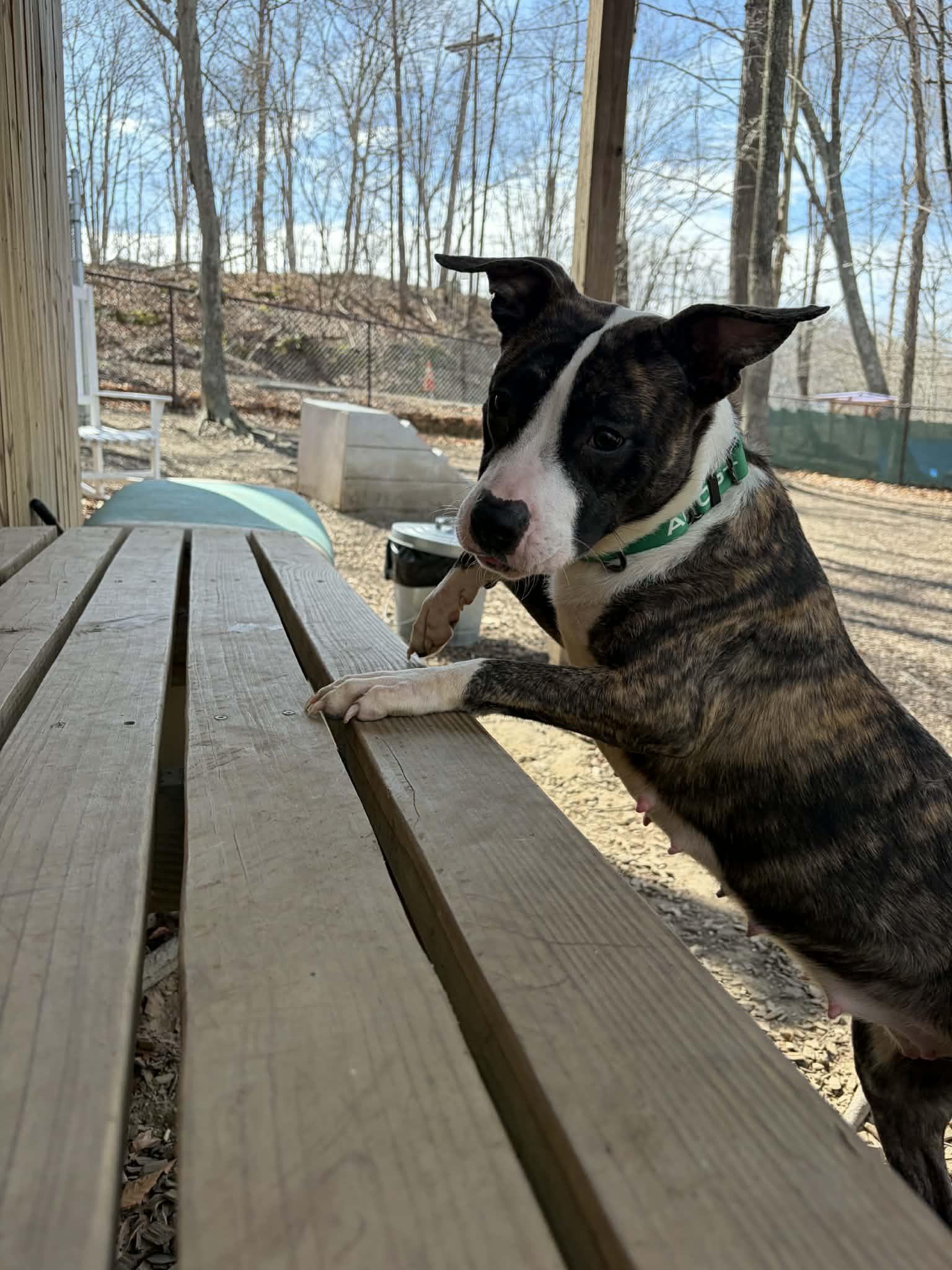 Enlarge Purdy, an adopted mixed breed in Sunderland, MD image 3/5