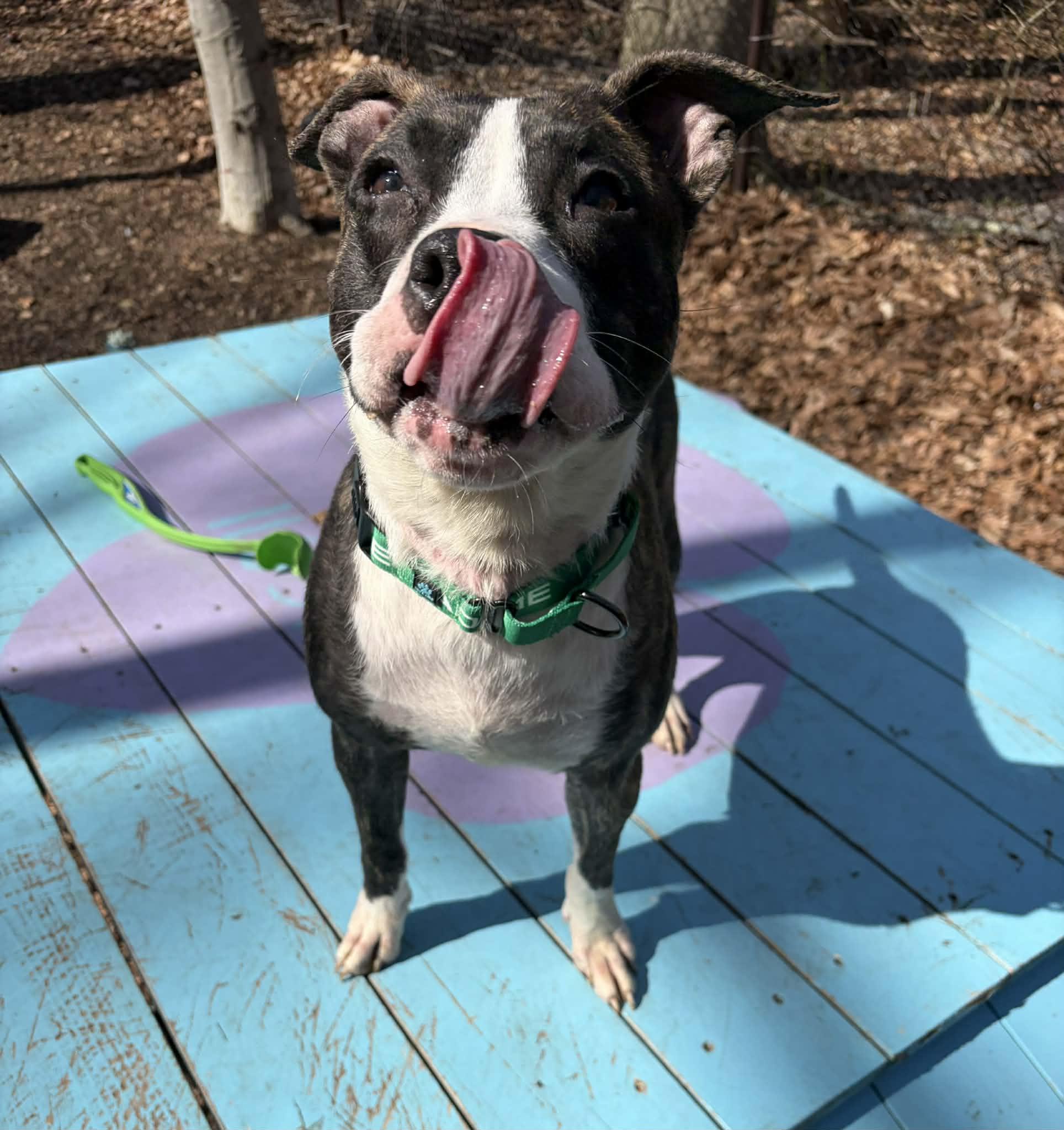 Enlarge Purdy, an adopted mixed breed in Sunderland, MD image 2/5