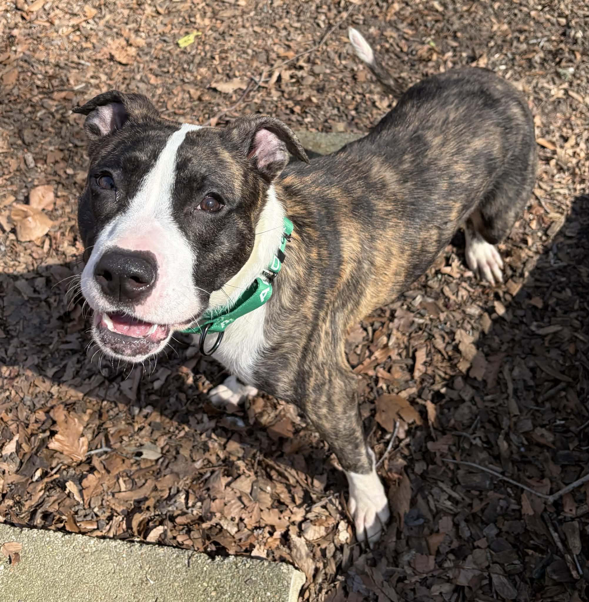 Enlarge Purdy, an adopted mixed breed in Sunderland, MD image 1/5