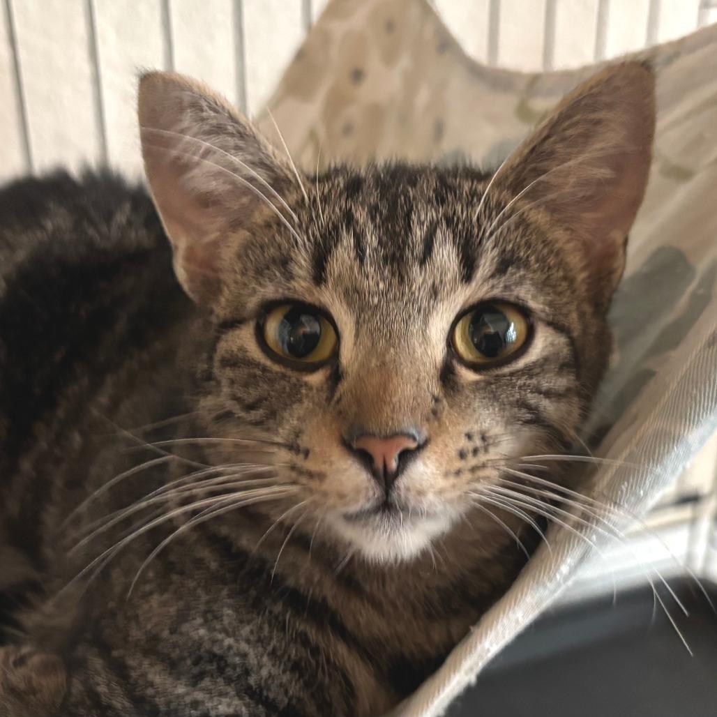 Tiny Dancer — thumbnail 2