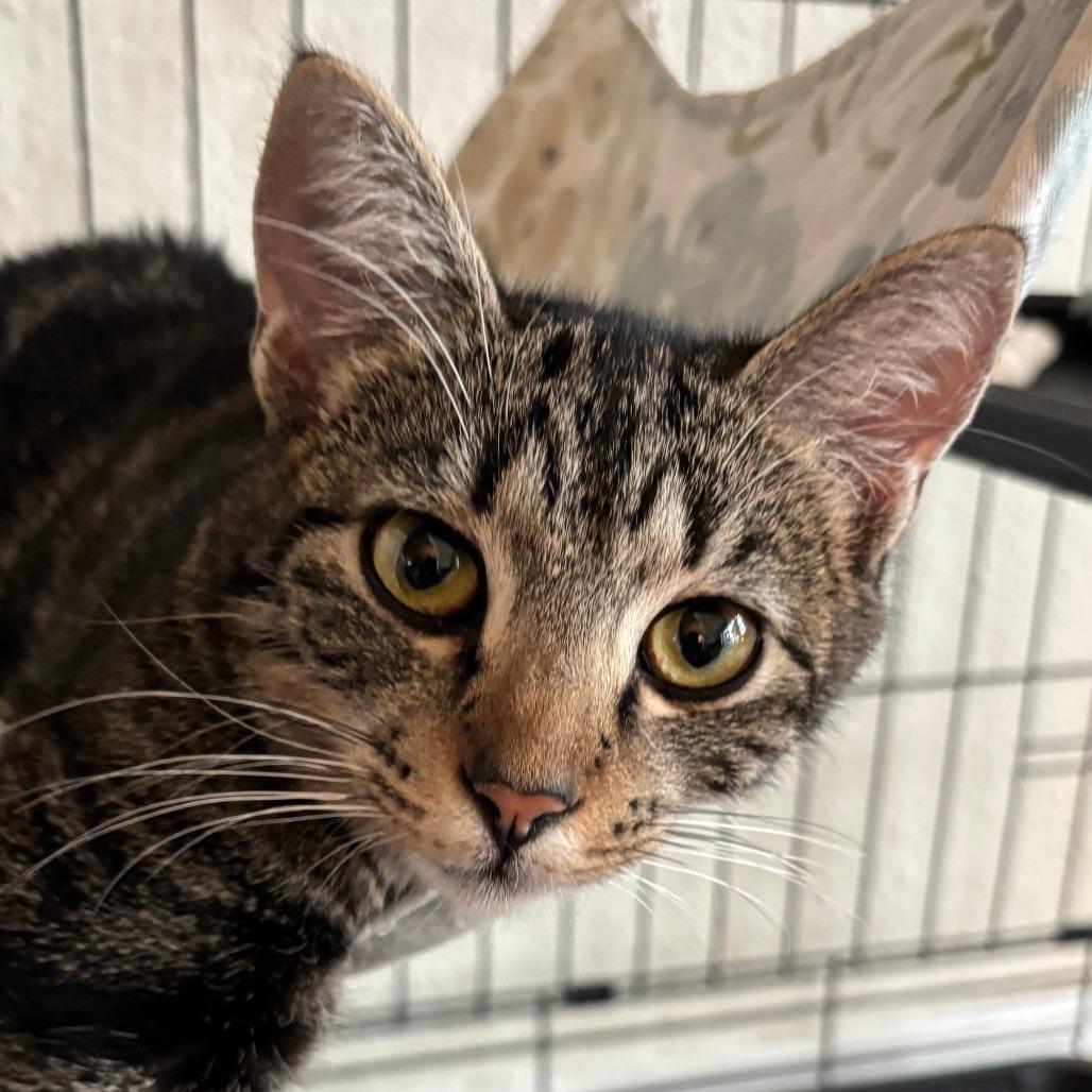 Tiny Dancer — thumbnail 3