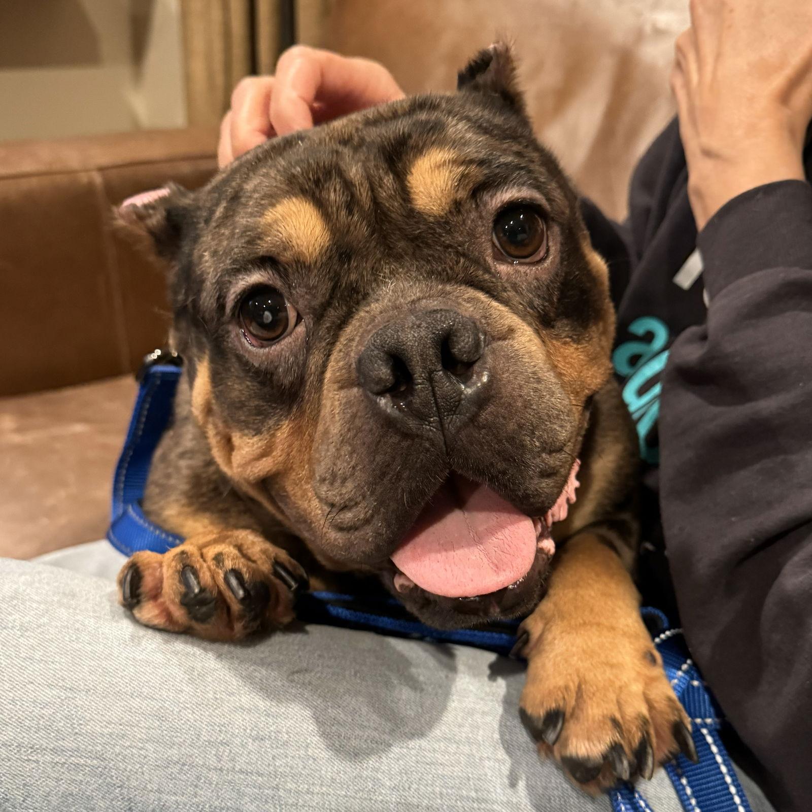 Peggy, Adoptable, Senior Female American Bulldog.