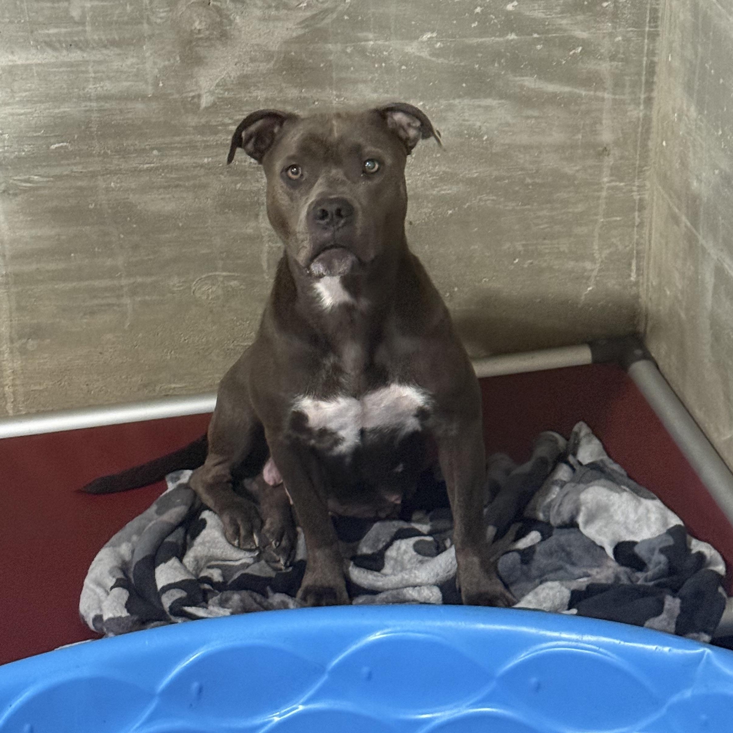 Enlarge Nessie, a Adoptable American Staffordshire Terrier in Hiawatha, KS image 1/1