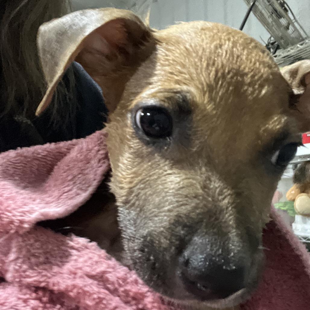 Graham, Adoptable, Young Male Shepherd & Pit Bull Terrier.