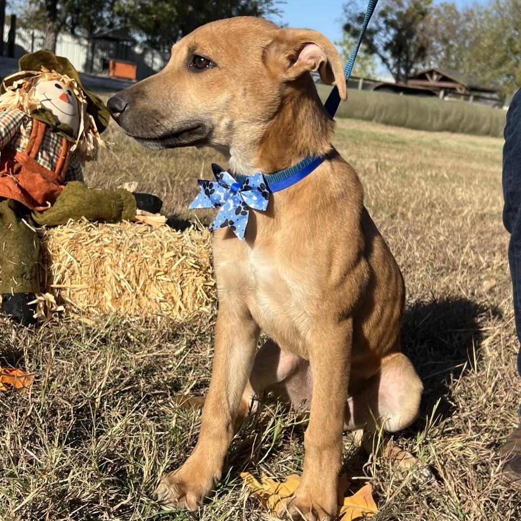 Enlarge Graham, a Adoptable mixed breed in Aledo, TX image 2/6