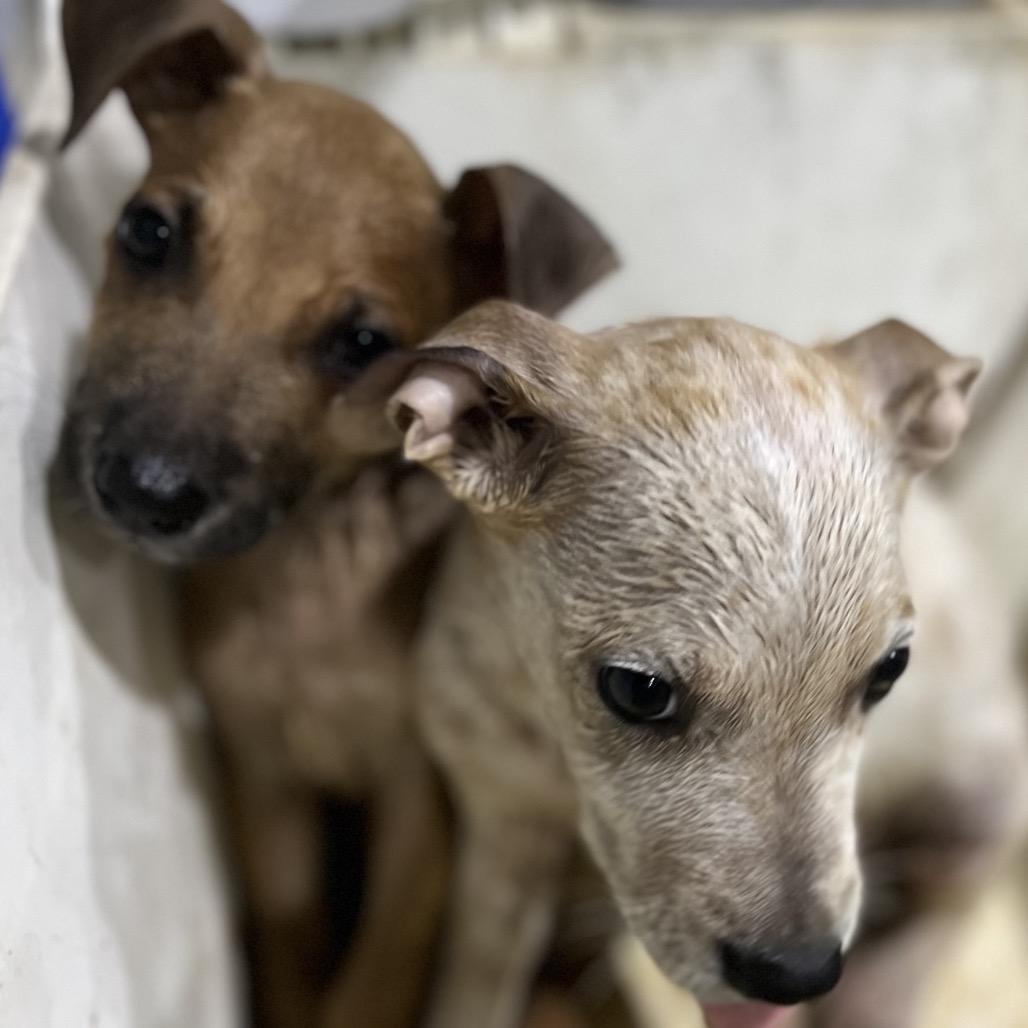 Graham, Adoptable, Puppy Male Shepherd & Pit Bull Terrier.