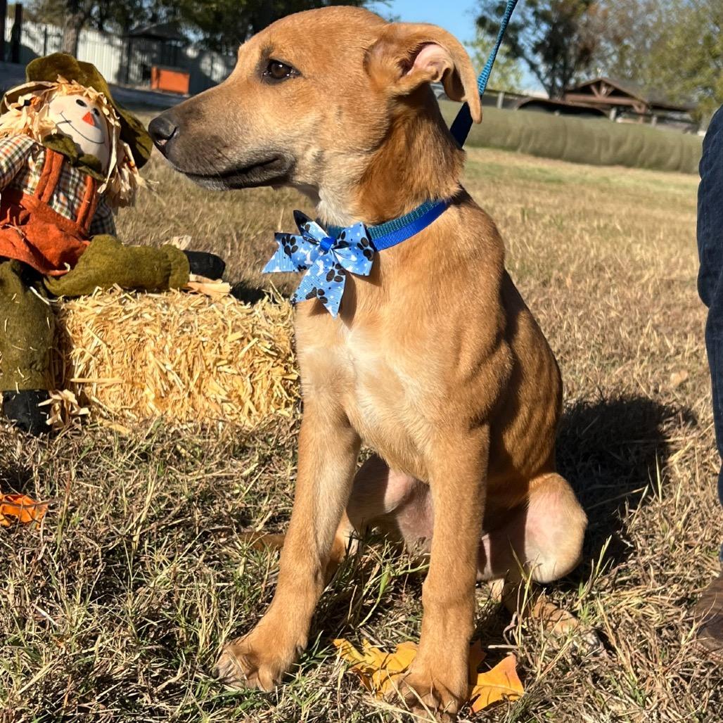 Graham, a Adoptable mixed breed in Aledo, TX image 2/6