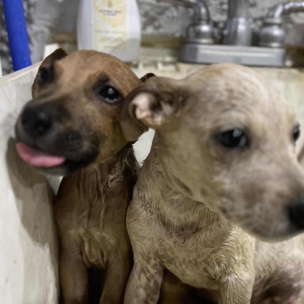 Graham, a Adoptable mixed breed in Aledo, TX image 3/6