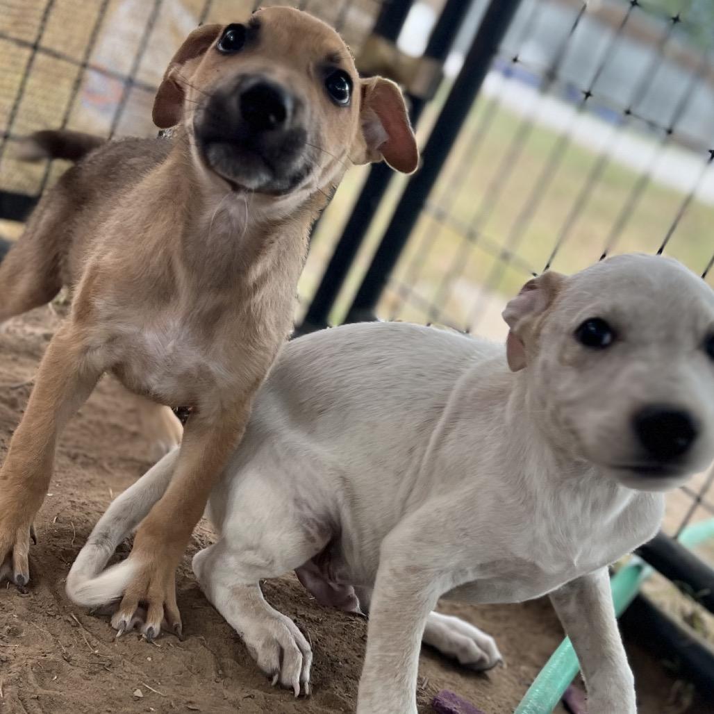 Graham, a Adoptable mixed breed in Aledo, TX image 4/6