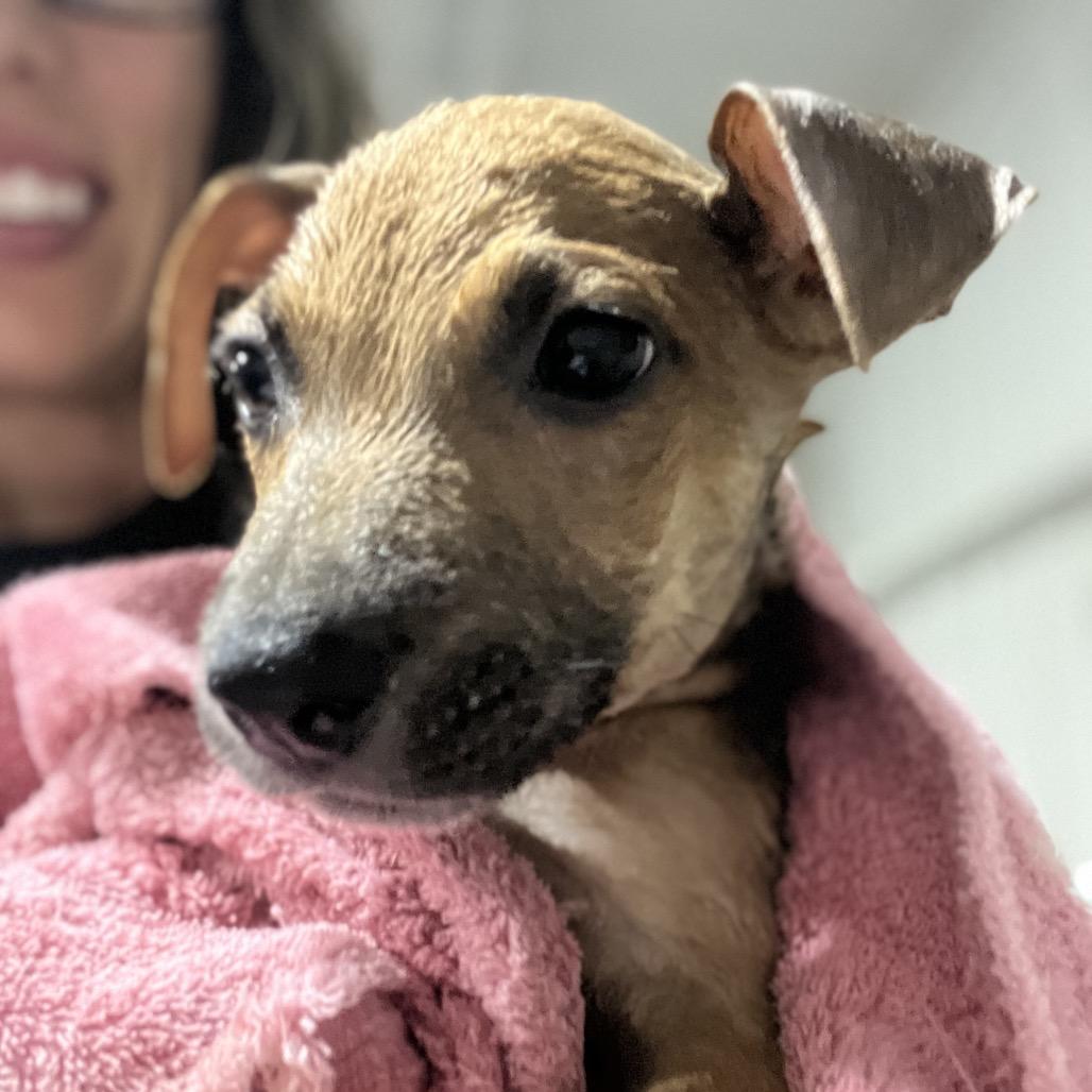 Graham, a Adoptable mixed breed in Aledo, TX image 6/6