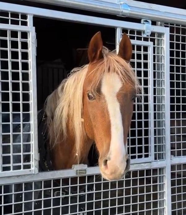 Loki, Adoptable, Adult Male Saddlebred.