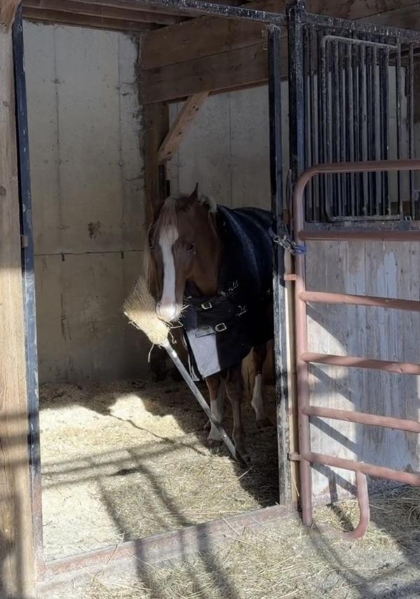 Loki, a Adoptable mixed breed in Stratham, NH image 2/2