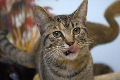 Enlarge Cornbread, a Adoptable Domestic Short Hair in Harbor Springs, MI image 1/3