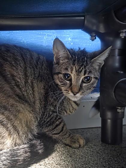 Enlarge Cornbread, a Adoptable Domestic Short Hair in Harbor Springs, MI image 2/3