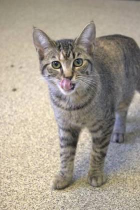 Cornbread, Adoptable, Kitten Female Domestic Short Hair & Domestic Short Hair.