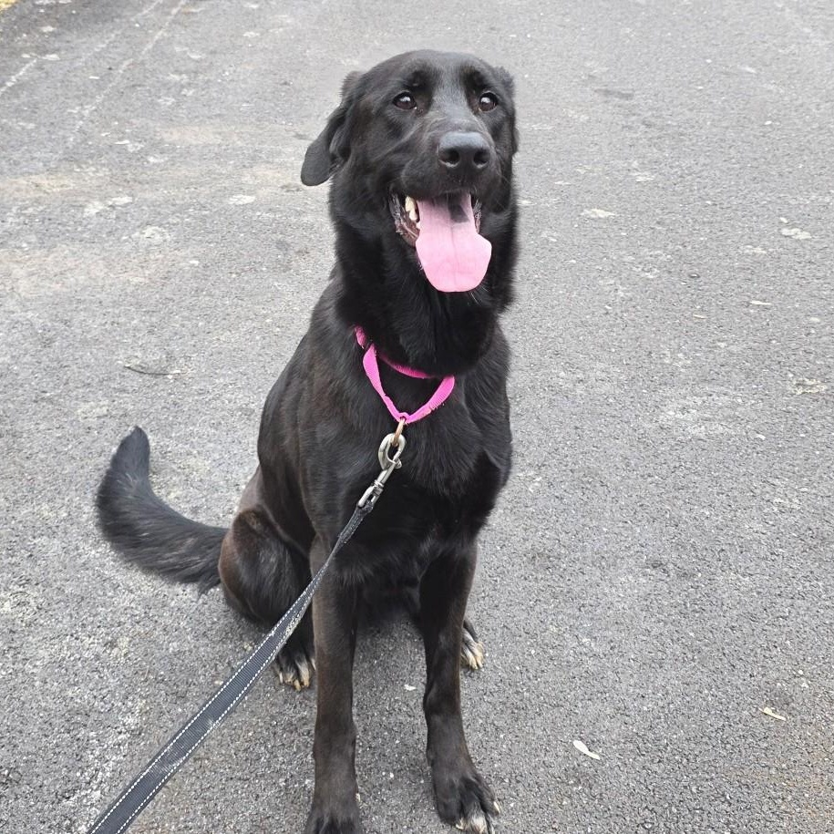 Enlarge Blackberry, an adopted mixed breed in Shepherdsville, KY image 3/5
