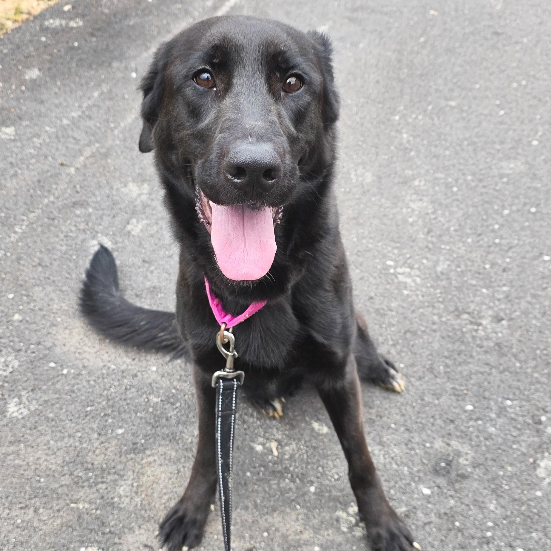 Enlarge Blackberry, an adopted mixed breed in Shepherdsville, KY image 4/5