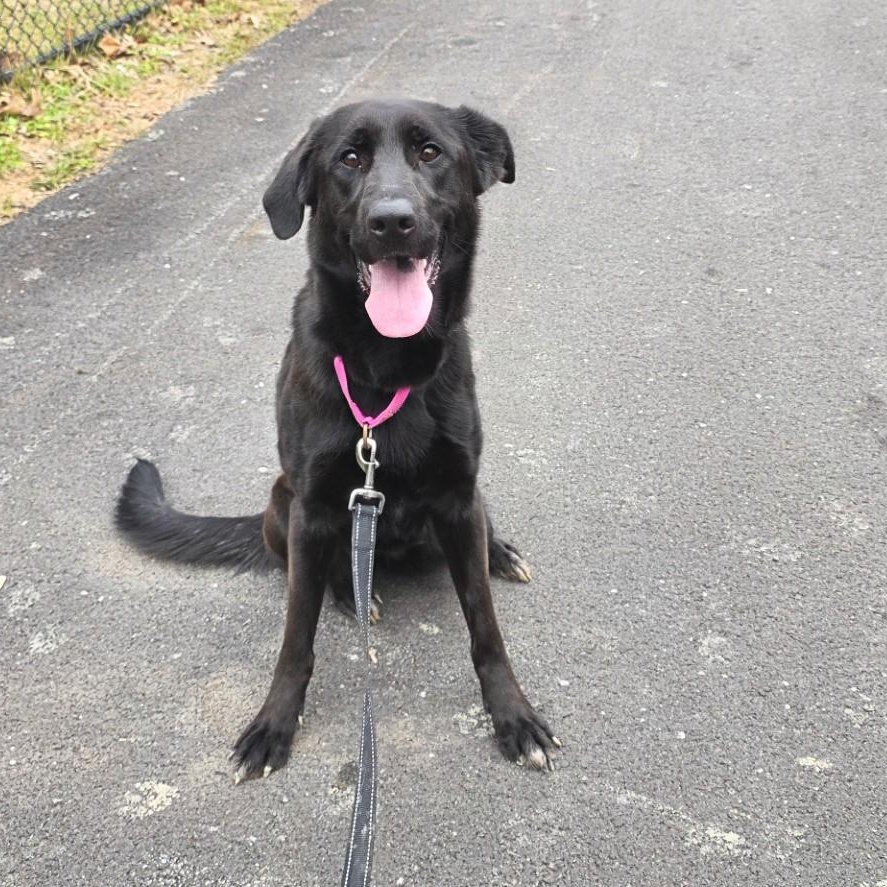 Enlarge Blackberry, an adopted mixed breed in Shepherdsville, KY image 1/5