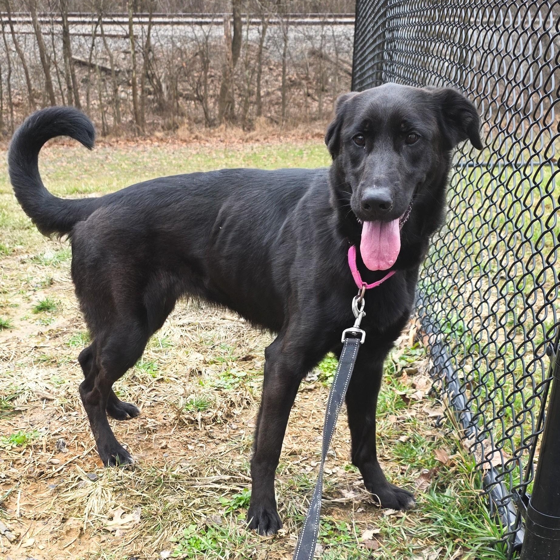 Enlarge Blackberry, an adopted mixed breed in Shepherdsville, KY image 5/5