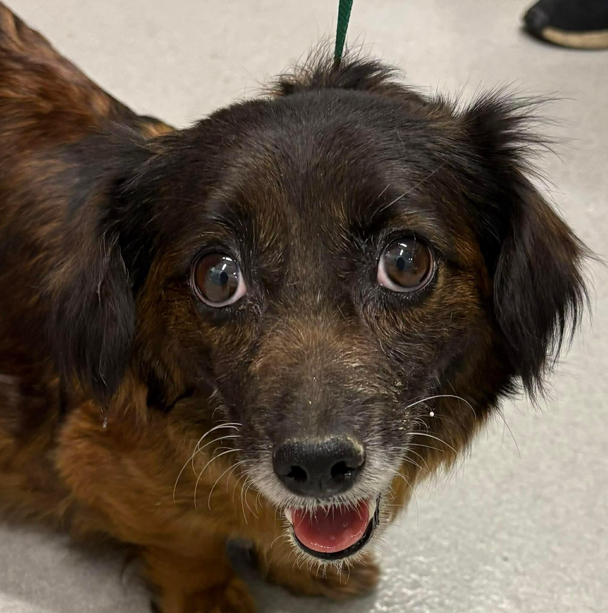 Enlarge Prada, a ADOPTABLE mixed breed in Woodinville, WA image 5/6