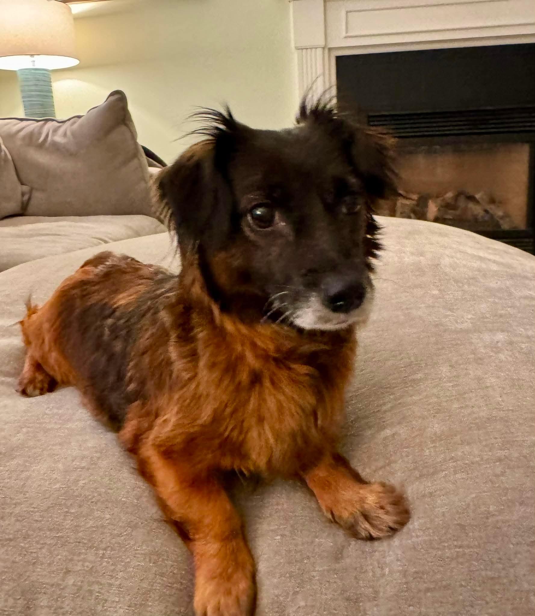 Prada, ADOPTABLE, Young Female Dachshund (Long Haired).
