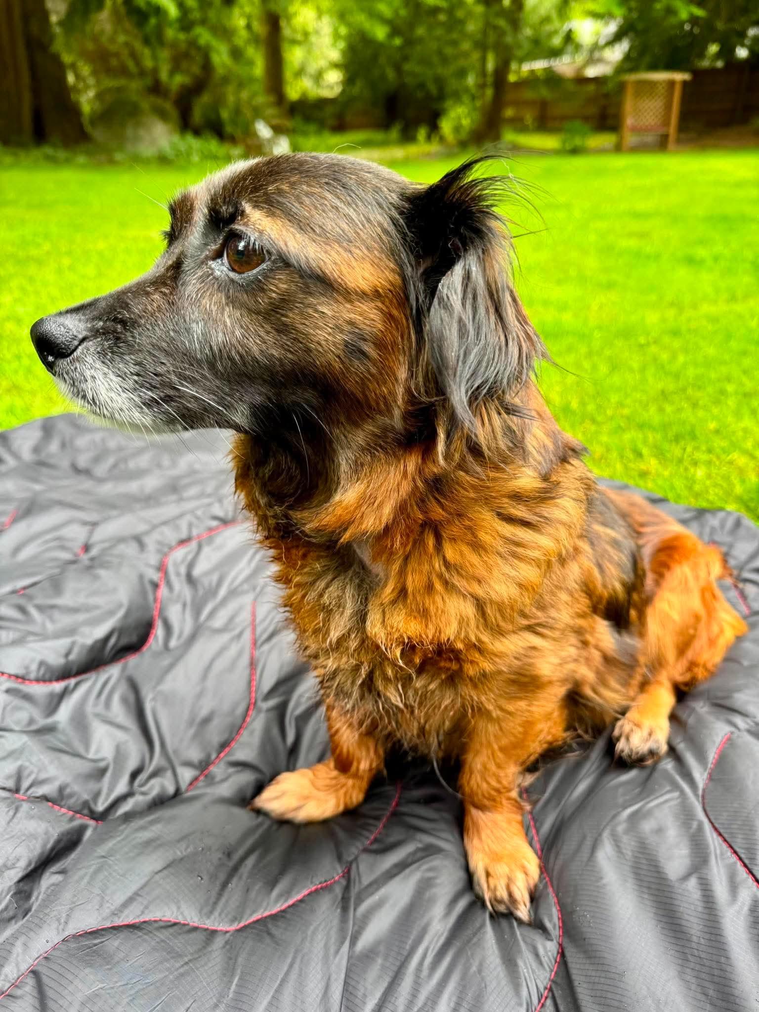 Enlarge Prada, a ADOPTABLE mixed breed in Woodinville, WA image 3/6